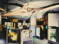 Life Size Replica of a Prehistoric Pteranadon with a 26 Foot Wingspan.